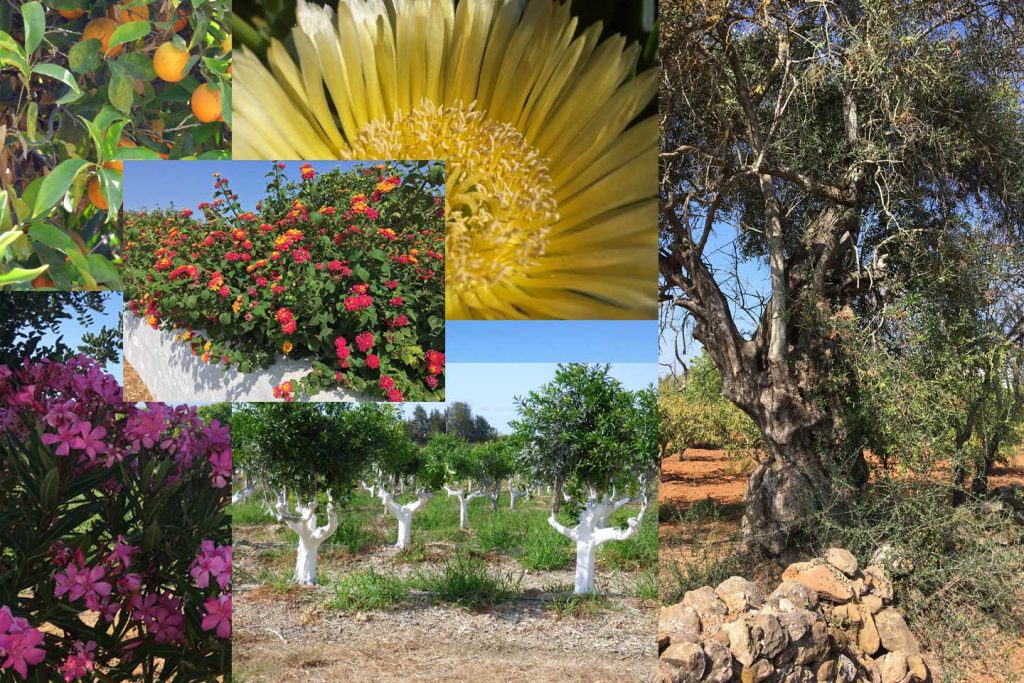 A number of photos in collage form, showing colourful flowers and trees