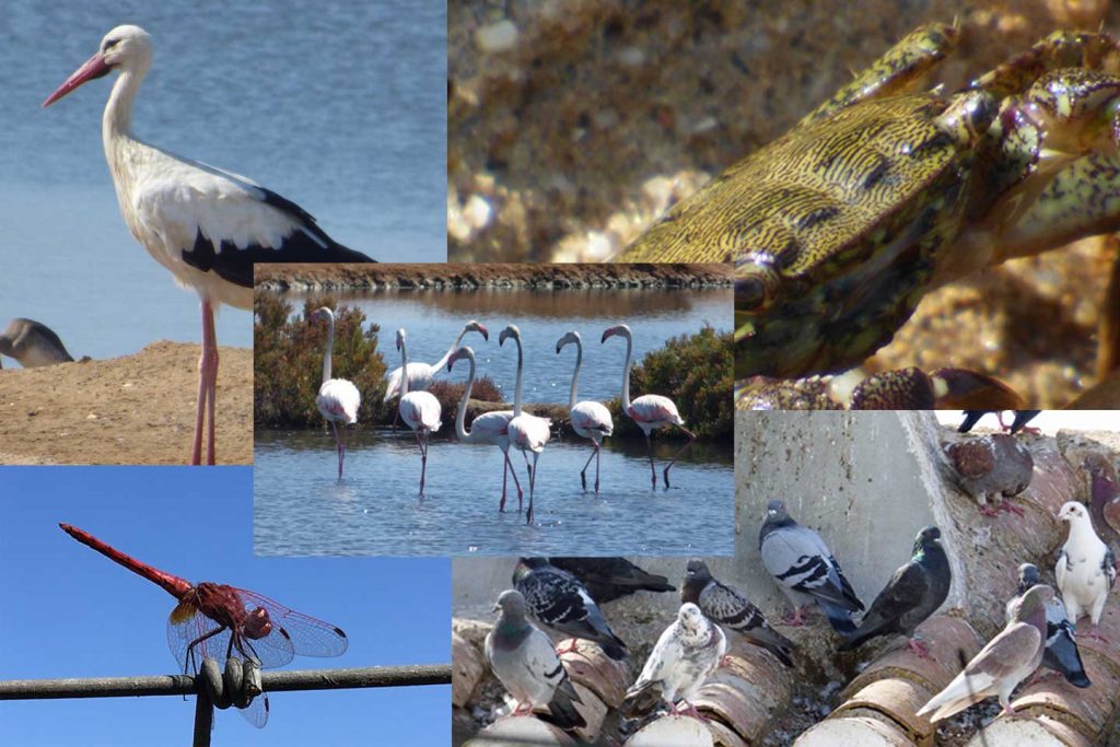 A number of photos in collage form, showing birds, a crab and a dragonfly
