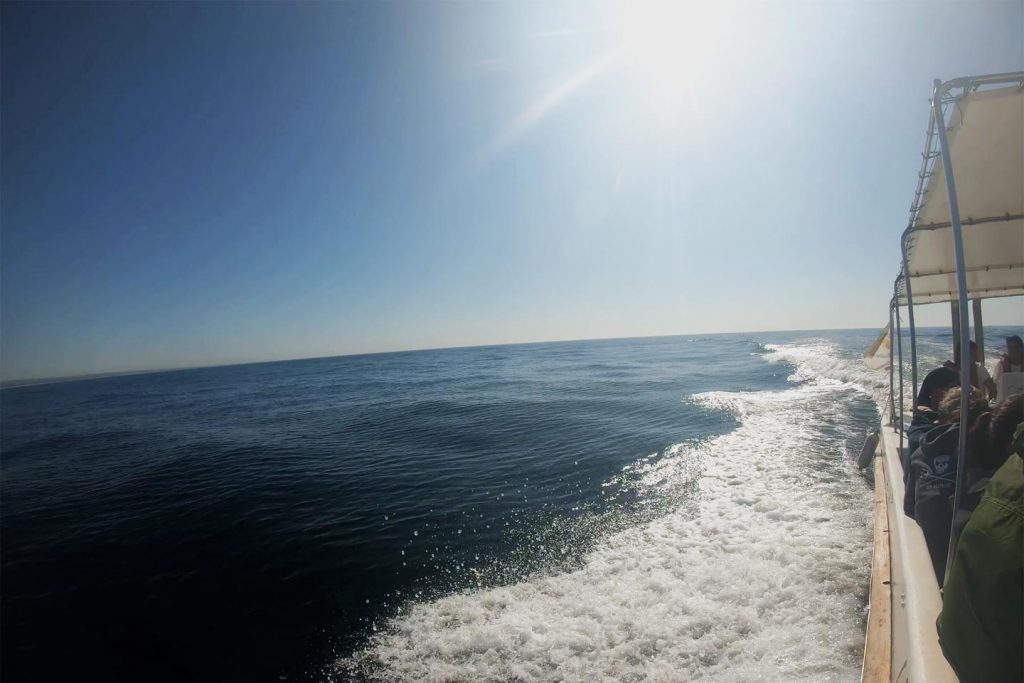 A photo from a tour boat looking for dolphins