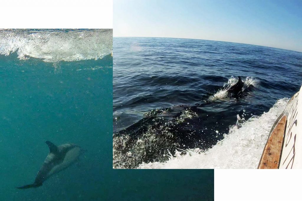 Two photos of dolphins - one above and one below the surface of the water