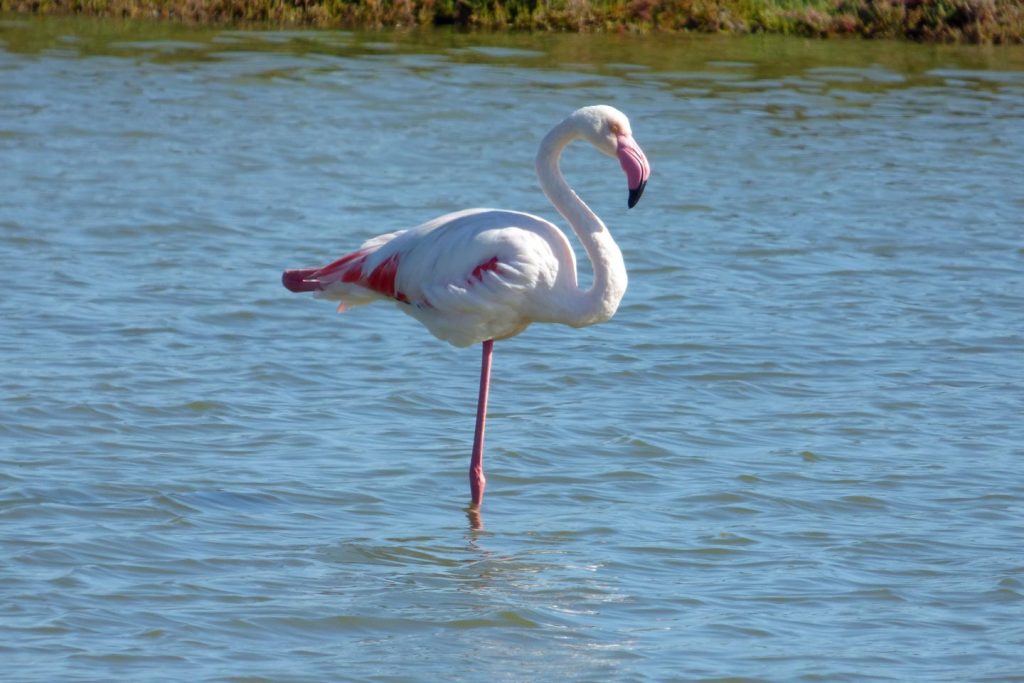 A photo of a lone Flamingo, standing in the Ria Formosa