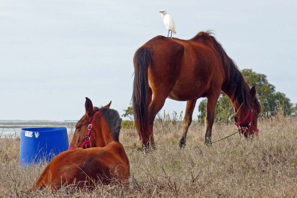 A photo of two horse in the Ria Formosa, one with a bird standing on its back